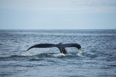 В Териберке спасли кита Станислава, застрявшего в рыболовной сети