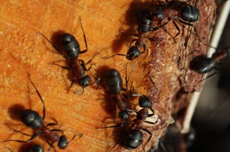 С вечера угощаю муравьев этим блюдом — на утро ни единого вредителя: секрет кроется в 4 ингредиентах — муравейники мигом опустеют