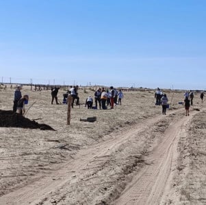 Шесть тысяч сеянцев сосны высажено в Заполярье в рамках акции «Сад памяти»