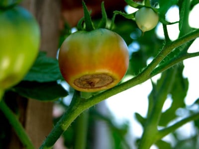 Первая помощь при вершинной гнили томатов: опрысните кусты этим средством — сможете сохранить урожай