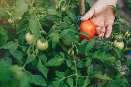 Под каждый куст томатов — 1 ст.л. черного порошка: июньская подкормка помидоров для борьбы с фитофторозом и увеличения урожая — обязательна во время цветения