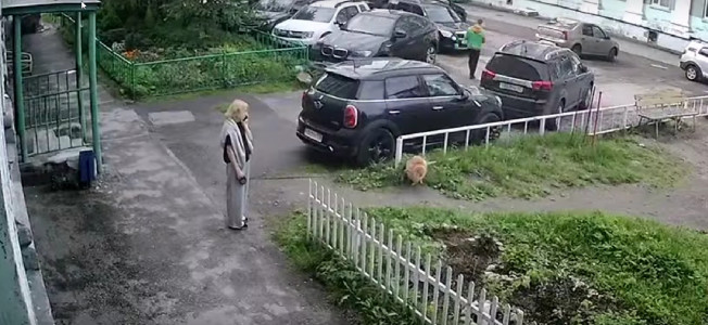 Дама с собачкой по-мурмански: жительница вызвала спор в сети из-за того, что не убрала за своей собакой в общественном месте