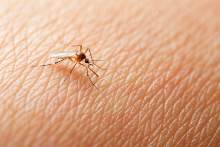 Будут облетать за версту: два безопасных средства для защиты от комариных укусов — стоят копейки