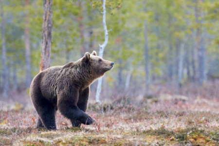 Медведь напал на собаку в Мурманской области