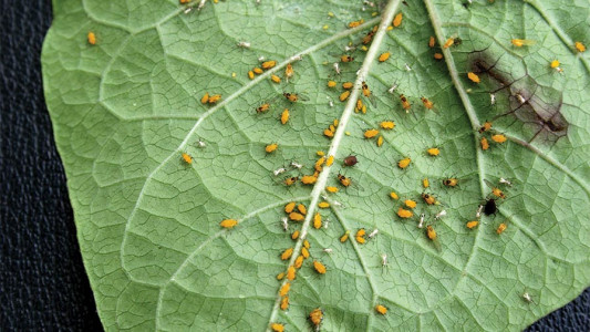 Уничтожаем муравьев и тлю «напалмом»: Ядреное советское средство 2 в 1 мгновенного действия — инсектицид для вредителей и удобрение для растений