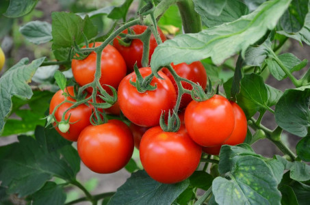 Лучше дорогих удобрений: эта халявная подкормка заставит помидоры плодоносить с бешеной скоростью — нужно только 3 ингредиента