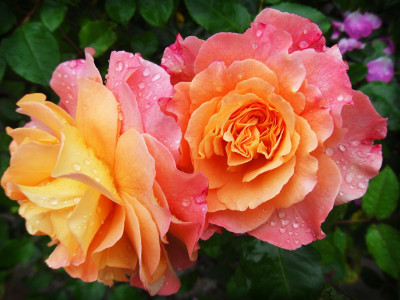 2 ложки на ведро — и розы будут благоухать до октября: соседи и прохожие головы свернут от такой красоты — раскрыт чудодейственный эликсир
