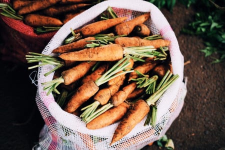 Не подкормка, а яд: морковь терпеть не может это удобрение — однако многие дачники вносят его килограммами