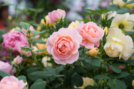 Саженцы роз нужно хранить так: Агроном Давыдова назвала 4 важных правила — не будут пересыхать и гнить