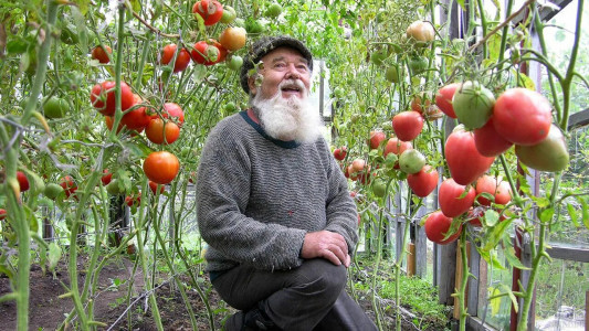 Сосед-агроном на пенсии опрыскивает томаты этим аптечным средством: кусты ломятся от урожая — стоит копейки