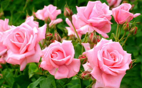 Поливаю розы и наслаждаюсь невероятным цветением: каждый бутон будет размером с кулак — любые подкормки покажутся пустышками