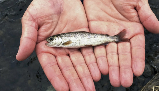 На что на самом деле нужно налегать: ученые из Японии раскрыли, какие виды рыбы помогают бороться с раком — особенно актуально для женщин