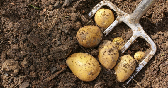 Устанете считать ведра: вношу это удобрение в почву и собираю самый богатый урожай картофеля на километры — дачникам на заметку