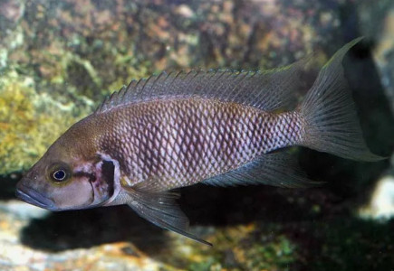 Нападают на потомство: ученые раскрыли неожиданную деталь в поведении рыб — используют это для воспитания