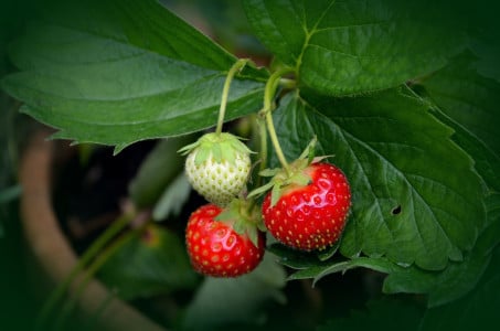 Когда на кустах с клубникой нужно обрезать усы, чтобы ягоды росли крупными и сладкими: агроном с 20-летним стажем дала четкий ответ