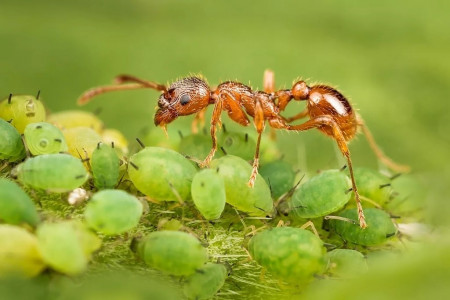 Капля мази с аптеки — и вся тля в огороде зачахла: лишается защиты муравьев — даже опрыскивать ничего не надо