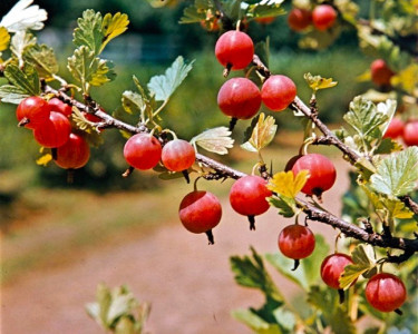 Ягоды будут размером с абрикос: Агроном Давыдова назвала 3 правила ухода за крыжовником — секрет урожайности прост