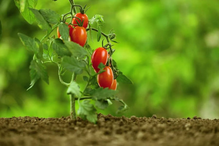 Фитофтора обойдет стороной: разбросайте эти «стрелки» среди кустов томатов — будут плодоносить до октября