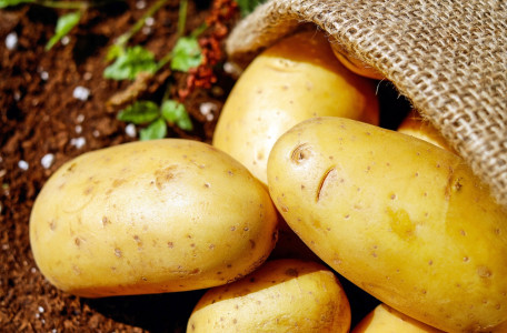 5 граммов на ведро — и проволочника на картофеле не наблюдаю уже 5 лет: и яд для вредителей, и подкормка для растений — урожай вырос вдвое