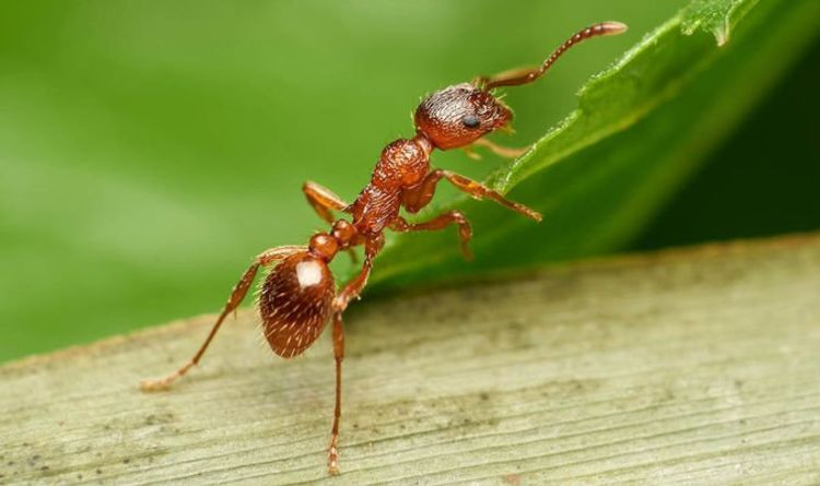 Две ложки средства из кухни — и все муравьи исчезают: садовод с 30-летним стажем назвал действенный способ избавления от вредителя за короткий срок