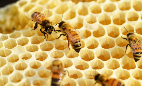 Токсично или нет: Можно ли нагревать мёд и класть его в горячий чай — в долгом споре поставили точку