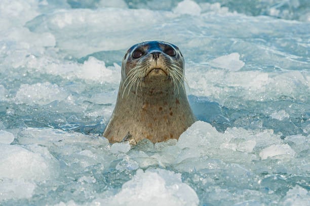 Причиной массовой гибели тюленей в Мурманской области стал ледоход