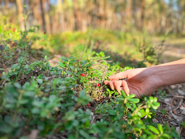 Эксперты: Мурманская область — лучший регион для сбора ягод