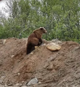 В районе Териберки заметили медвежонка и медведицу