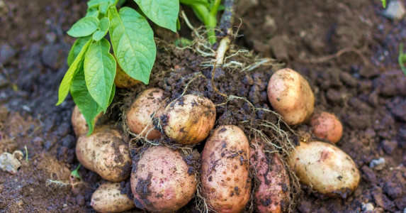 Проволочник вспомнит ваш огород, как страшный сон: 2 эффективных способа спасти картофель — совет агронома