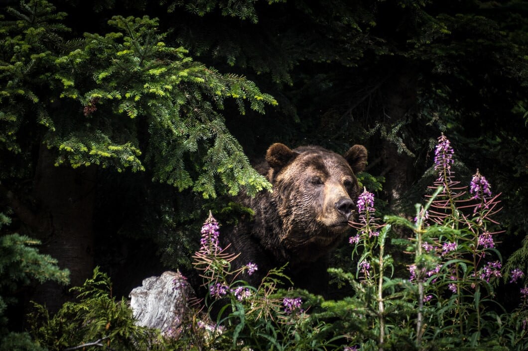 В Териберке люди покормили медведицу с медвежонком, несмотря на строгий запрет