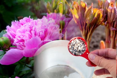 Пионы цветут до глубокой осени: дед-дачник поливает их этой смесью каждый июнь — поделился секретным рецептом
