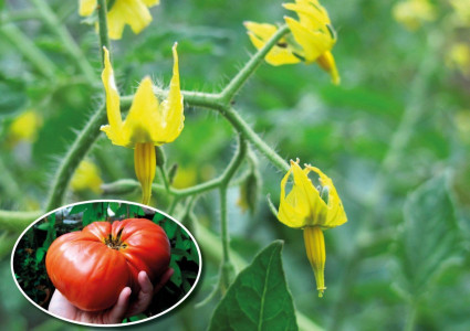 Обдали томаты этим — и нет пустоцветов: помидоры завяжутся из каждого цветка — хватит 2 ложек на ведро воды
