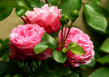 Опрыскайте этим раствором розы — и надолго забудете о тле: цветы будут благоухать все лето — соседи не смогут глаз отвести от такой красоты