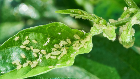 Пестициды не понадобятся: от нашествия тли избавит «зелёное удобрение» — рецепт назвала опытный агроном Шубина