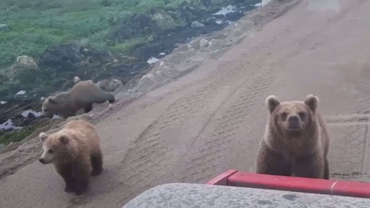 Замечены медведи на пути в Териберку: они заинтересовались дорожно-строительной машиной