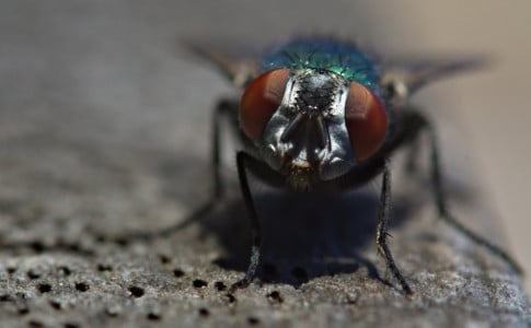 Рой гадких мух покинет ваши пенаты через 3 минуты: этот чудо-раствор изведёт всех жужжащих насекомых — просто залейте кипятком эти 3 ингредиента