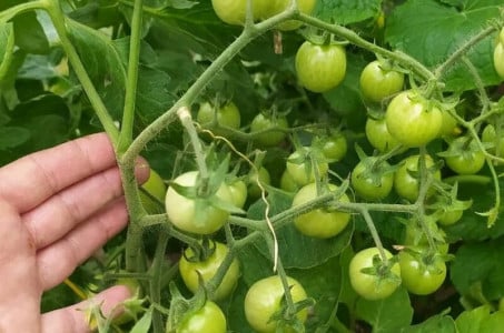Днем поливаю томаты этим раствором — утром в 5 раз больше завязей: июньская подкормка для увеличения урожая — результат удивит даже соседей