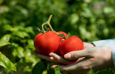 Совсем не подкормка: в июне с помидорами делаю 1 хитрую манипуляцию за 2 минуты — плодов хватит на всех родственников