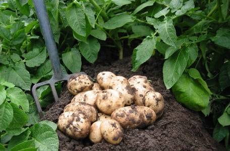 Урожайность вырастет в 3 раза: при окучивании картофеля добавьте это в грунт — ведер для клубней может не хватить