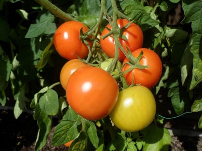 Всего 1 стакан на ведро — и о вершинной гнили томатов с перцами можно забыть: плоды будут крупными и сладкими — совет агронома с 20-летним стажем