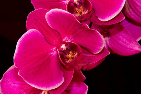 Одна таблетка сотворит с орхидеей чудеса: растение начнёт выпускать по бутону в день — даже в природе такого цветения не бывает