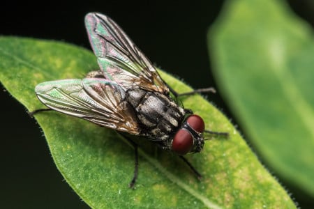 Два колпачка на литр — и мухи облетают дом за километр: это «ароматное» средство насекомые просто ненавидят — эффект заметен через секунду