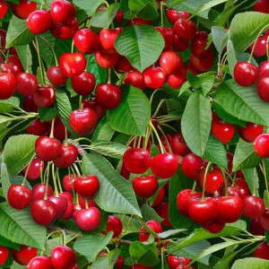Вишне в июне — обязательно: внесите эту подкормку во время наливания ягод — плоды не будут осыпаться, вырастут крупными