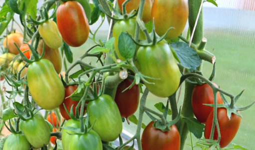 Банку настоя под куст — и томаты дают жару по урожайности: плотно обрастают завязями — «пустоцветить» и не думают