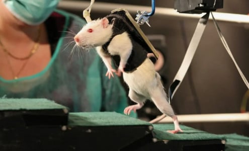 Ученые нашли способ избавления от импотенции — пока опыты проведены только на мышах, но у теории большое будущее