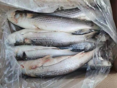 Свежесть замороженной рыбы определите за несколько секунд: сделайте эту простую манипуляцию ножом — гарантия неиспорченности продукта