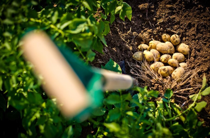 Колорадский жук умрет на месте: каждый июнь опрыскиваю картофель только таким спреем — нужен один популярных орех