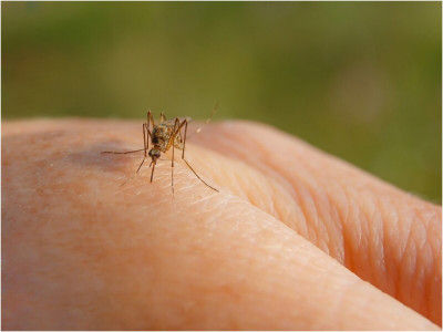 Температура до 40 градусов, тошнота и рвота: комары начали заражать россиян трехдневной лихорадкой — ситуация опасная