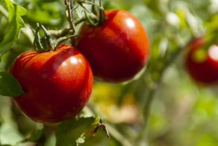 На 1 литр воды 1 таблетка — и помидоры никогда не узнают о фитофторе: аптечный препарат, идеально справляющийся с болезнями томатов — и урожай увеличится