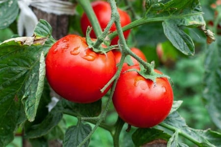 1,5 литра под каждый куст — и помидоры прут как сумасшедшие: вырастают сладкими и сочными — важно внести эту подкормку до конца июня